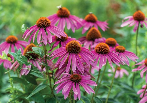 Missouri wildflowers