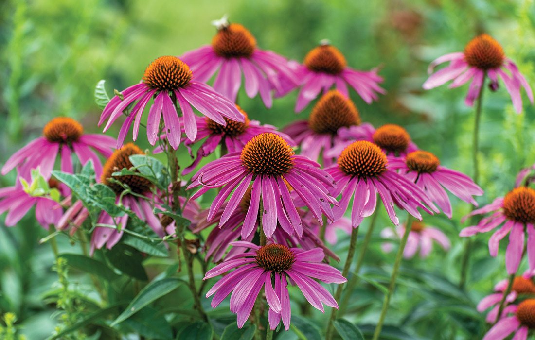 Missouri wildflowers