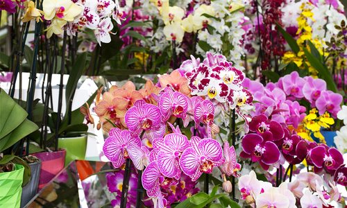 Orchids in garden