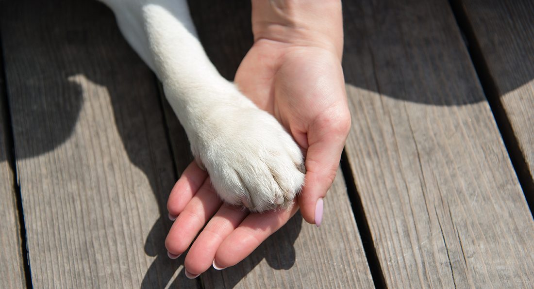 Animal Rescue, Adoption and Volunteering in Southwest Missouri