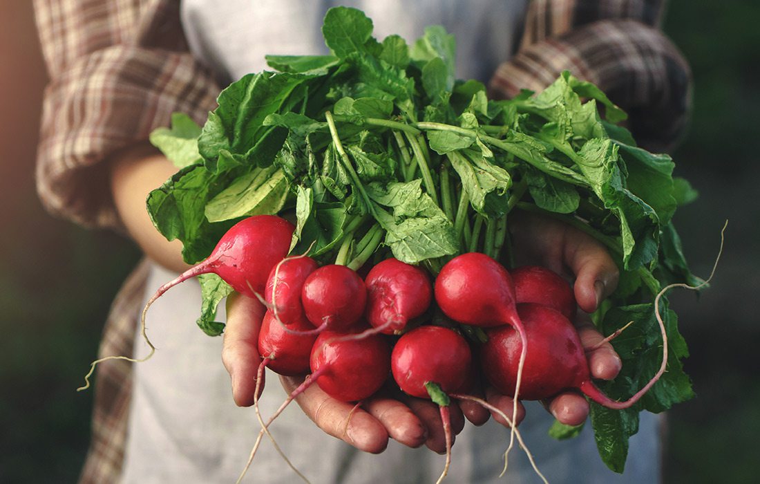 Stock photo of radishes