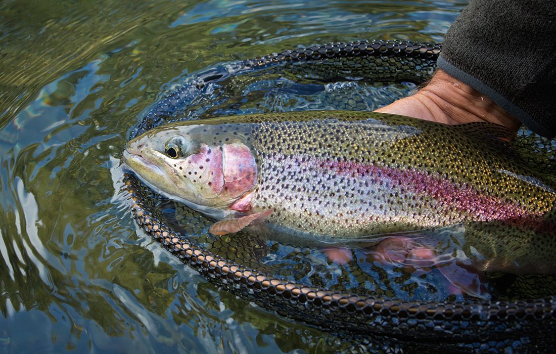 Rainbow trout stock photo