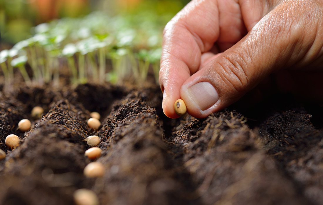 Seed planting close up stock image.