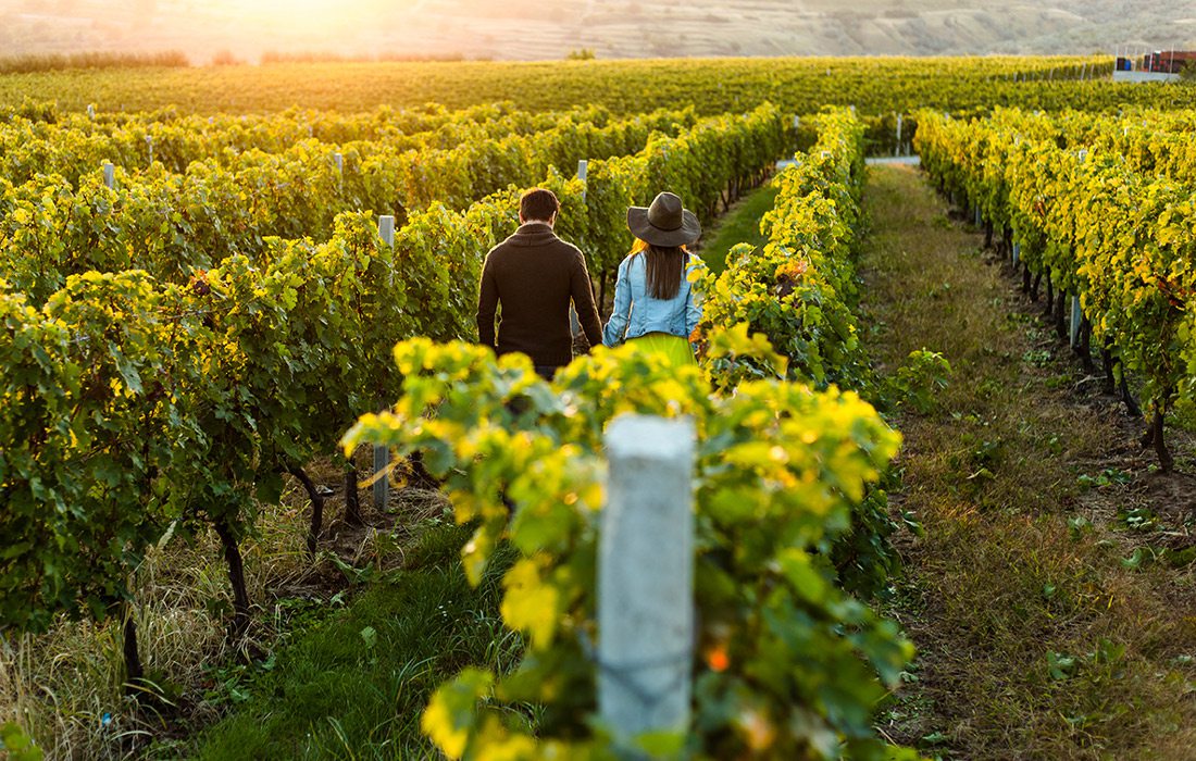 Vineyard walk stock photo