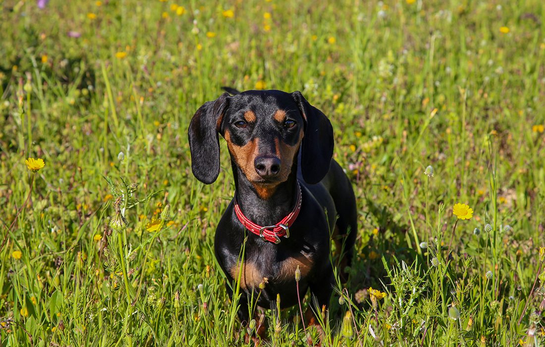 Daschund Dog