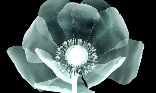X-ray flower image from 417 Magazine's 2022 Top Docs issue