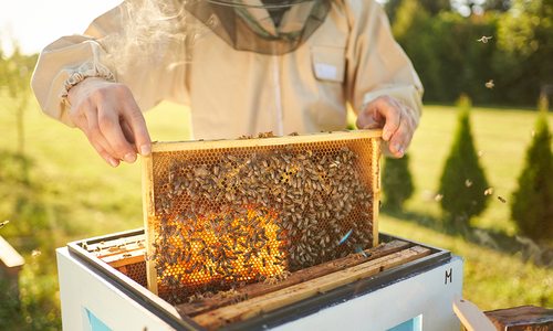 Beekeeper