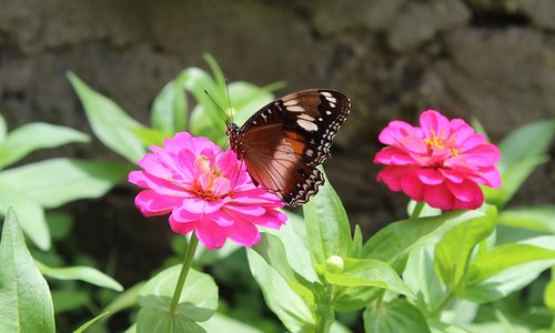 Butterfly on a flower