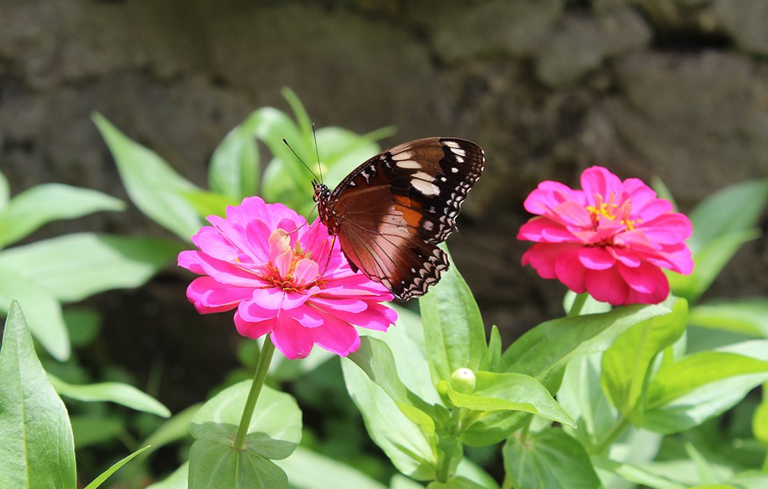 Butterfly on a flower