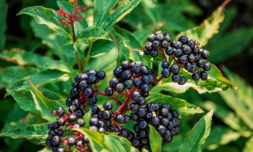 Elderberries