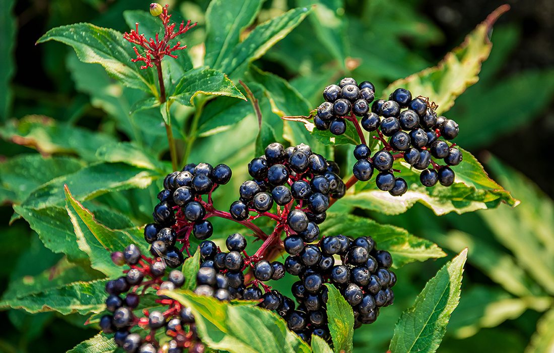 Elderberries