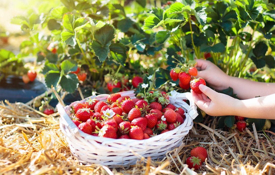 Strawberries in a basket