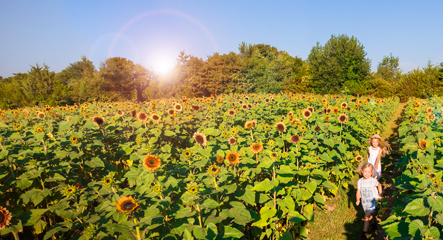 golden grove farms sunflower festival