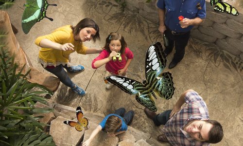 Explore at The Butterfly Palace