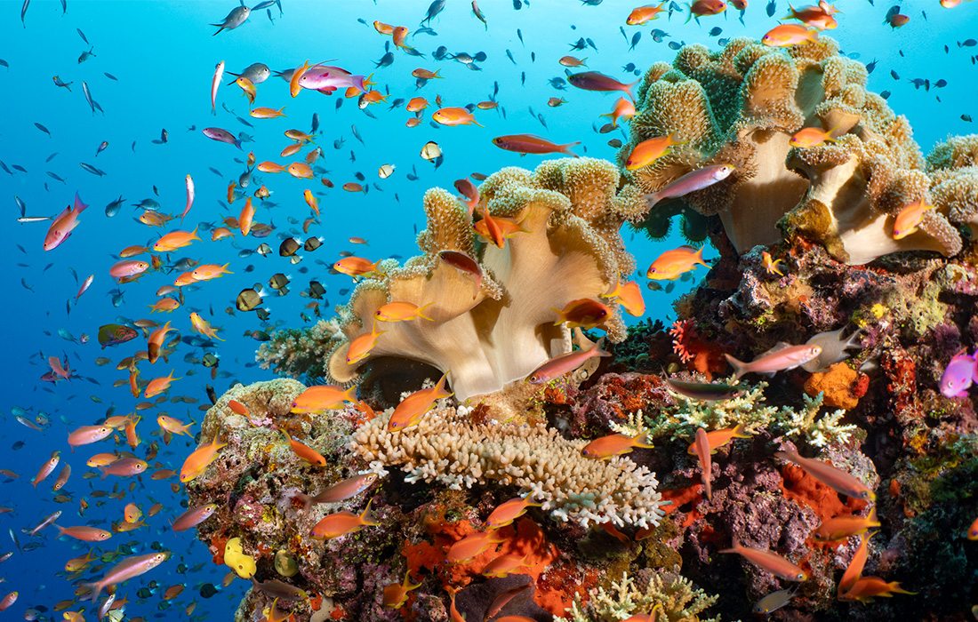 Experience wold-class diving with Diventures guided trips.