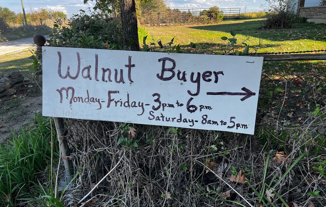 You can find pickup trucks, buckets and wagons lined up at hulling stations across the state for black walnuts.