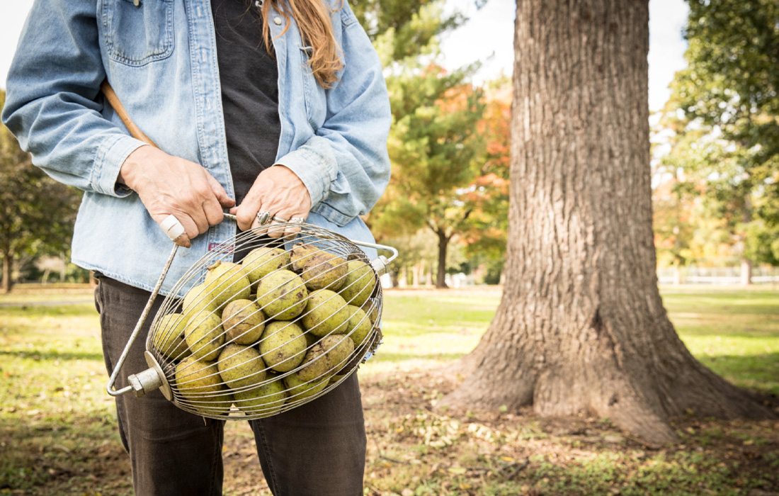 Women gathering black walnuts.
